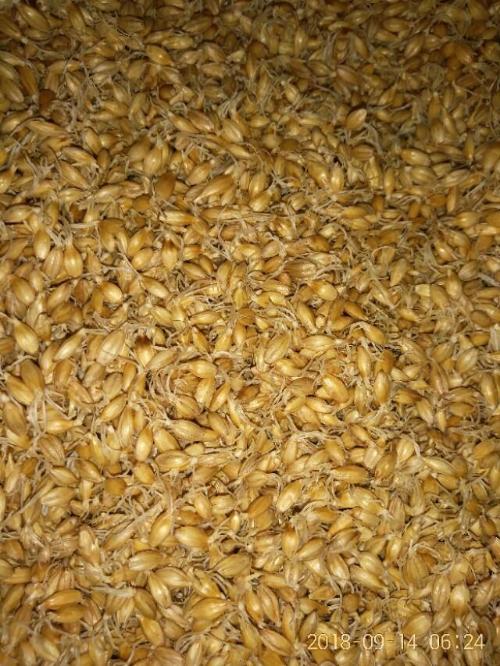 Friends who brew their own beer, if you don't bother, you can make malt at home (Part 1)
