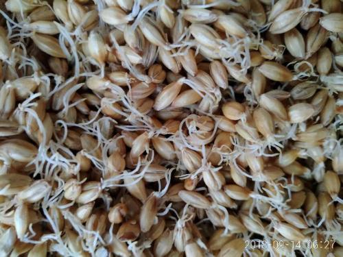 Friends who brew their own beer, if you don't bother, you can make malt at home (Part 1)
